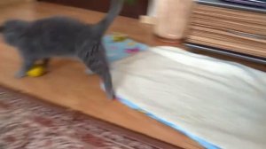 Как развлечь кота. 3 простых способа. Смотрите способ №1. Смешные коты и котята 2018