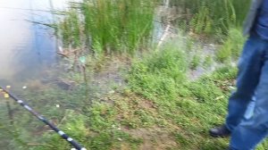 Озеро имурцы, фонтаны,карась,толстолоб,плотва