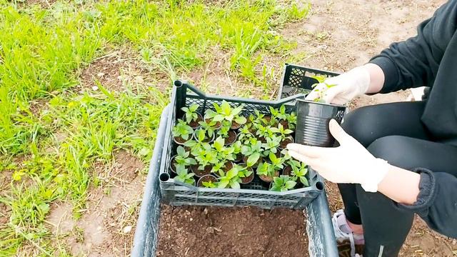 🌿Пересадка черенков гортензии🌿.#гортензия #черенкование #flower #саженцыгортензии