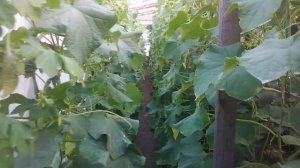 Состояние огурца после понижения температуры и дождей. Огуречная мозаика.