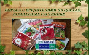 Борьба с вредителями на цветах, комнатных растениях. Как выбрать пестицид