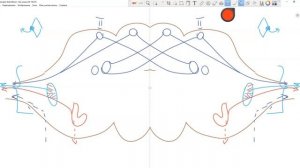 Центральная нервная система: внутреннее строение продолговатого мозга