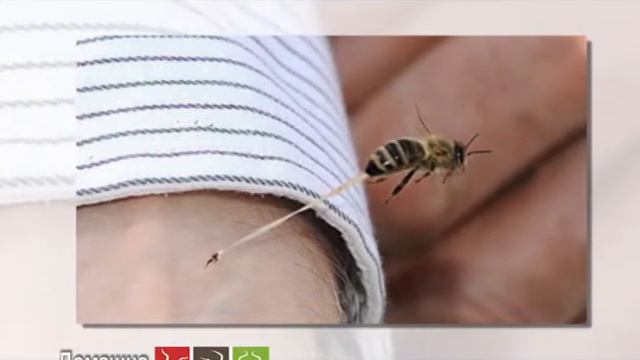 ДОКОЛКУ ВЕ КАСНАЛА ОСА ИЛИ ПЧЕЛА - ОВА ВЕДНАШ КЕ ВИ ПОМОГНЕ! смотреть онлайн