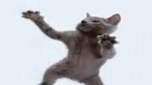 Котята танцуют