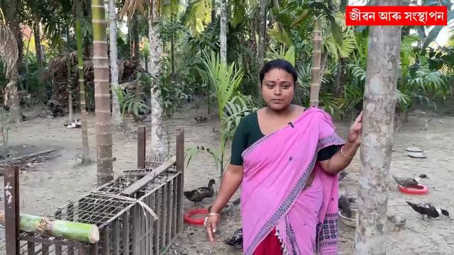 পুখুৰী নোহোৱাকৈ হাঁহ পালন Duck farm॥Duck farm in Assam॥Duck farm without Pond #duckfarming #farming