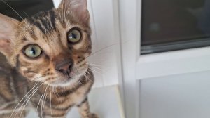 Бенгальский котик