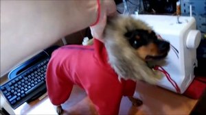 Комбинезон для цвергпинчера !!!