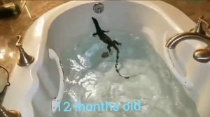 Asian Water Monitor 15 months growth rate (female)