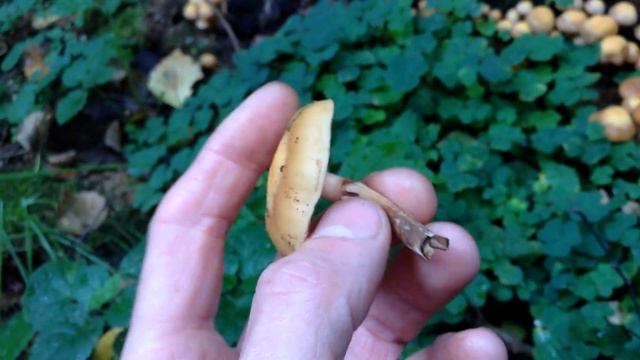 ЛЕТНИЙ ОПЕНОК. смотреть онлайн