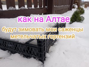 Как будут зимовать мои саженцы метельчатых гортензий на АЛТАЕ