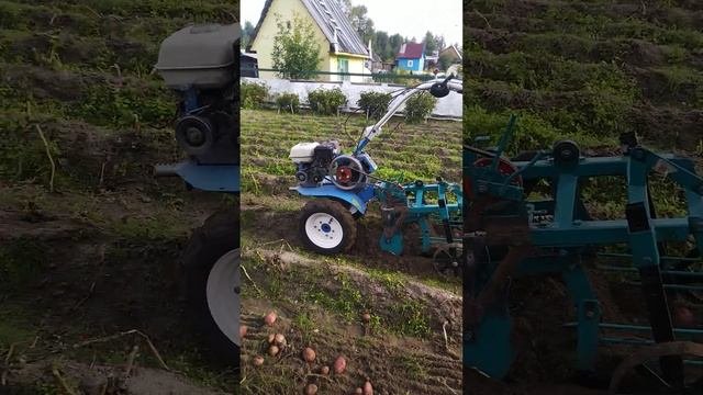 работа картофелекопалки ККМ -1, 2023 г.