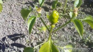Показываю как растет перец в открытом грунте Подмосковья.   Сорт Нежность
