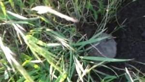Слепыш на воле роет нору!Уникальные кадры!)Molehill at will digs a hole