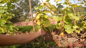 Мой виноград. Загадка Шарова, тукай, продюссер