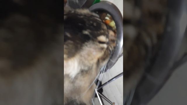 Завтрак кота, д-170 Овощи отварные, лечебный влажный корм для кошек смотреть онлайн