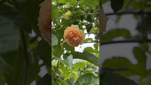 Yellow Rose is so beautiful, the David Austin Crown Princess Margareta Rose #rose #davidaustinroses