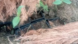 Подготовка гортензии к зимовке