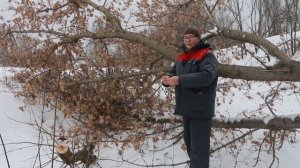 Борьба с американским кленом