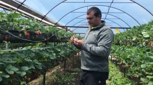 36/20САМАЯ СЛАДКАЯ клубника ЛИЯ сахарная. Проверка клубники на Brix%.