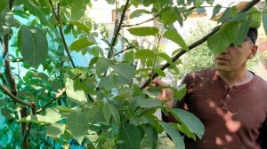 Грецкий орех сорт Идеал на Южном Урале (июнь)