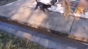 maymunlar va itlar jangi, qonli to'qnashuvlar...