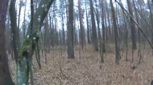 Охота с западно-сибирскими лайками на куницу