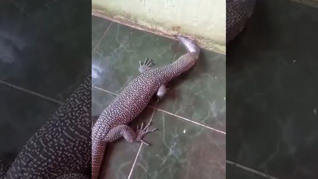 Varanus Indicus Feeding (Mangrove Monitor)