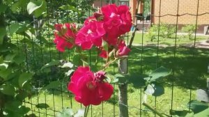 Немецкие розы: Мюнхенер Киндл,Байландо,Лаваглут, Анжела,Аскот, Аспирин.