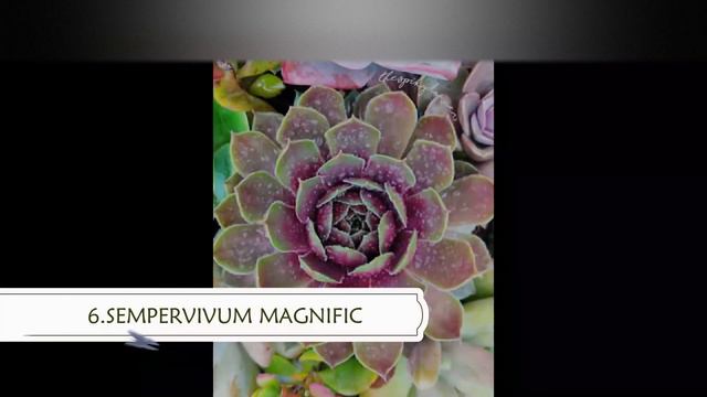 TOP 10 SEMPERVIVUM смотреть онлайн