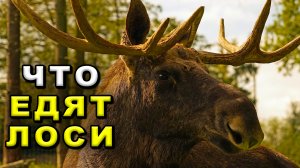 Что едят лоси
