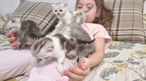 Маленькие котята это антистресс для Ребенка ? Ребенок играет а котята изучают территорию