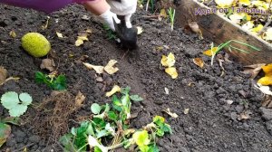 Безусая клубника___идеальная ягода!!!