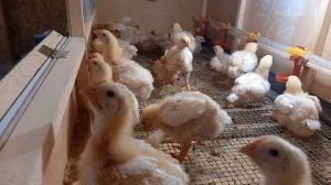 Брудер для цыплят. Бройлерам 15 суток, взвешивание.
