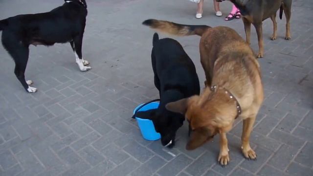 Приют для животных 'ВЕРНОСТЬ' смотреть онлайн