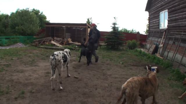 Доберман. Сан Донато Илларий. Быстрый прогон по смеси ОКД и БХ. смотреть онлайн