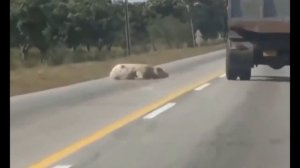 PABLO MEME #4 / 21st century humor