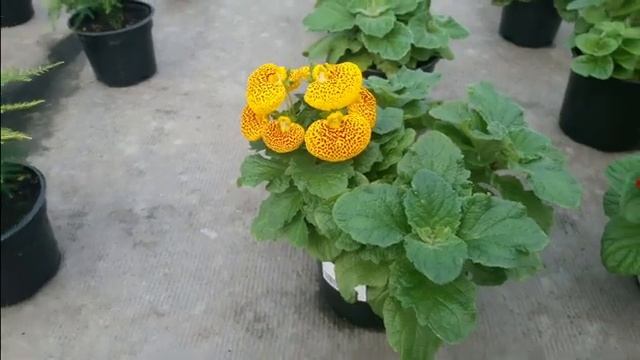 Оранжерея в Останкино.Комнатные растения. смотреть онлайн