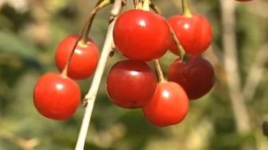 Подробные советы по уходу за вишней