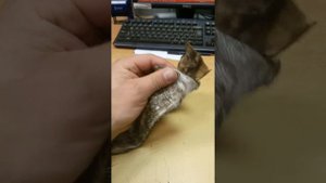 Выделка шкуры налима