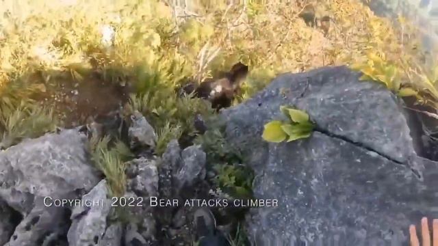 Медведь напал на скалолаза / bear attacks climber смотреть онлайн