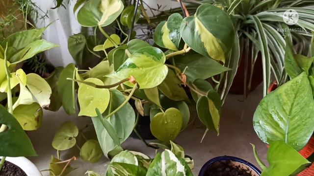 Top 8 Plants for hanging baskets//Indoor,Outdoor plants