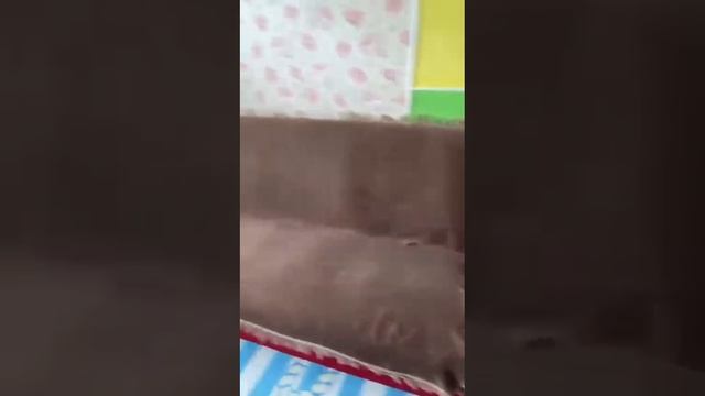 Санкт-Петербург, Красногвардейский р-н, метро Ладожская, Энергетиков просп., д. 54 смотреть онлайн