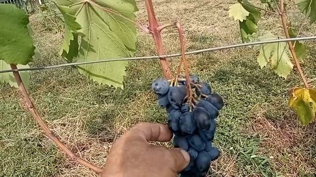 Обзор сортов винограда Чёрный рояль, рэмбо, казанова 27 августа 2021г смотреть онлайн