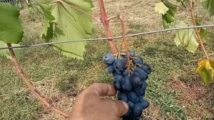 Обзор сортов винограда Чёрный рояль, рэмбо, казанова 27 августа 2021г