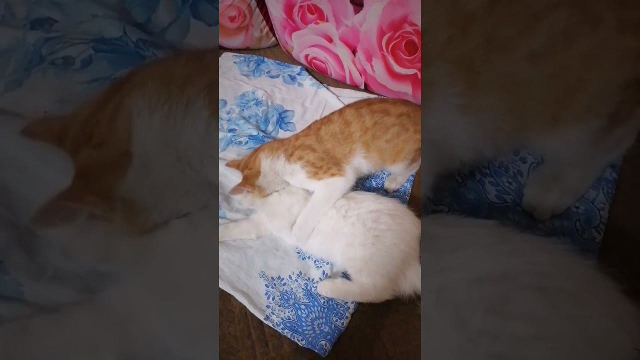 Наши котики в игре .