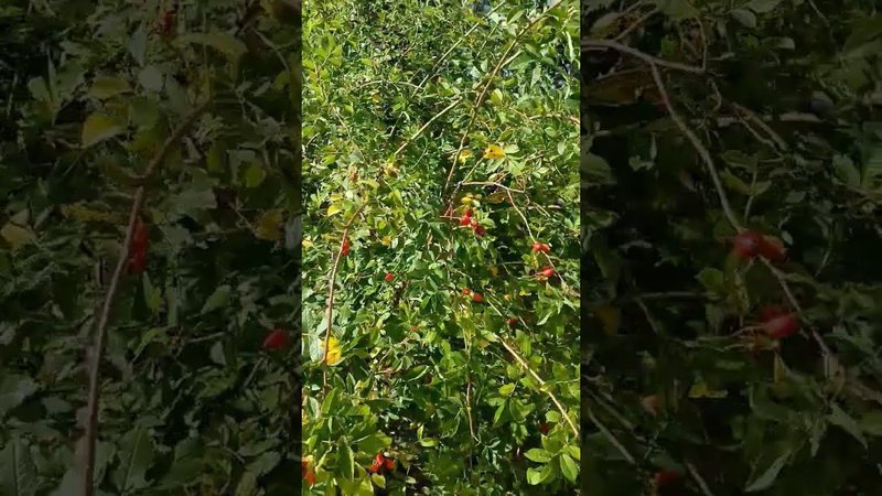 Неизвестный мне сорт шиповника растёт и радует нас не только своим цветением, но и плодами.
