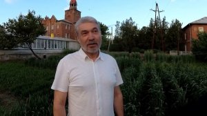 Пшеница - Яровая, Озимая и Двуручка. Что такое пшеница Двуручка?