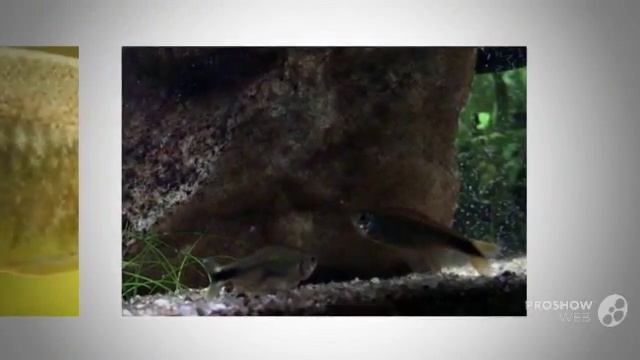Hasemania nana aquarium fish смотреть онлайн
