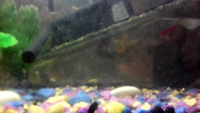 Рыбка красная шапка ???? смотреть онлайн