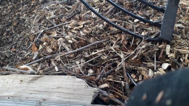 Щепа вдома. Інвентар для щепи. смотреть онлайн